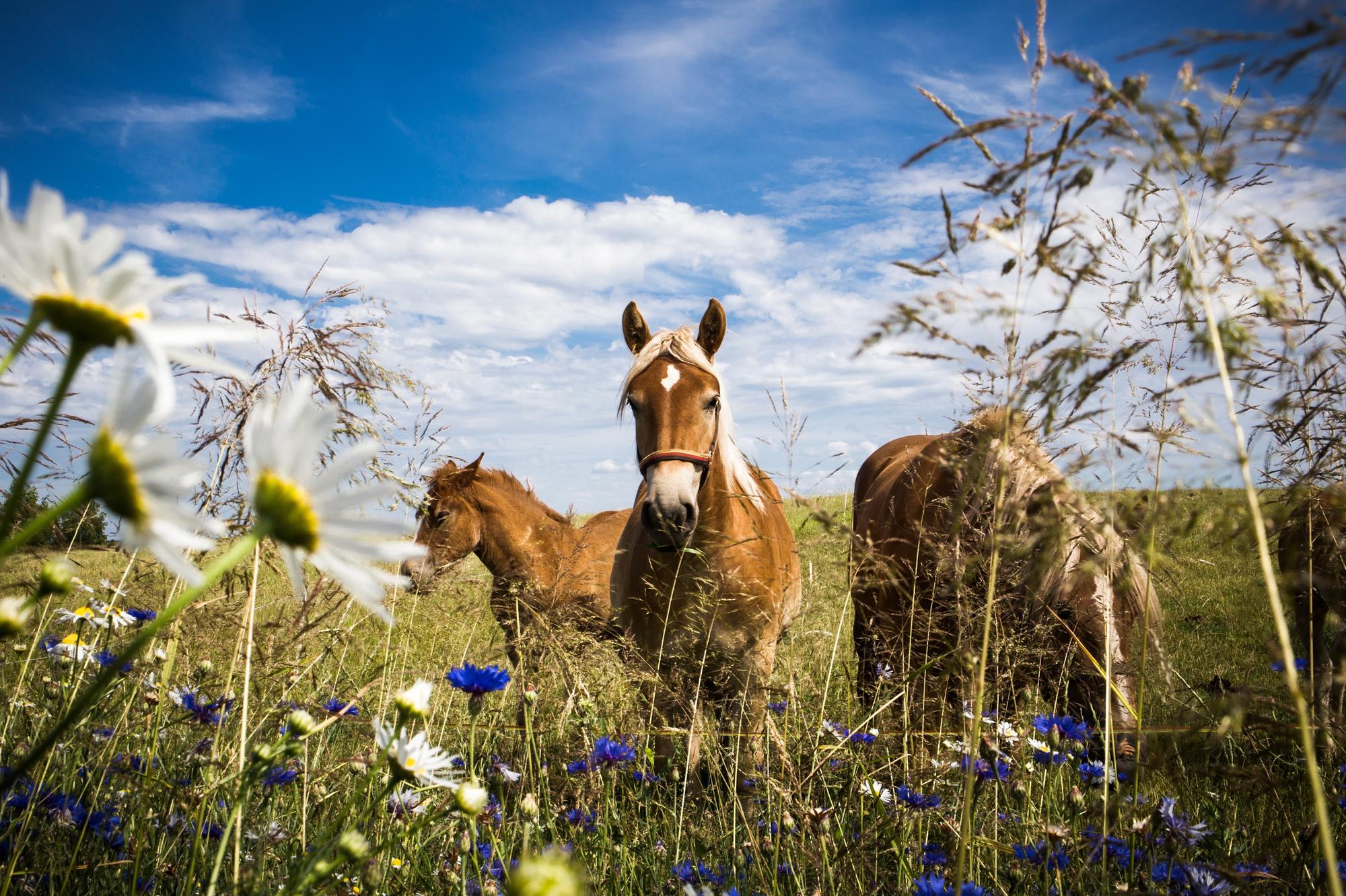Centre Equestre & École du cheval - Le Vergier en Ardèche - Cours, Balades, Randonnées, Pensions & Gîtes