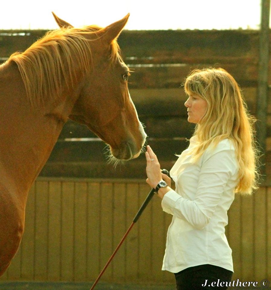 stage equitation ethologique
