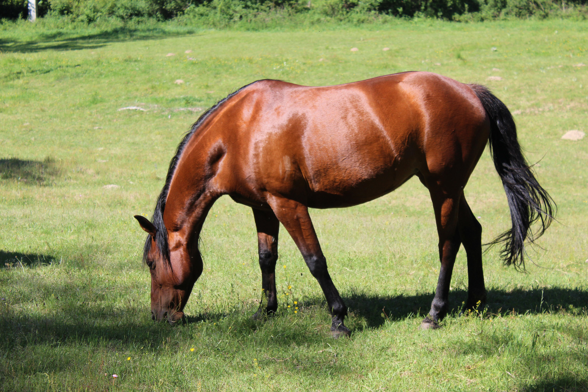 Coralie