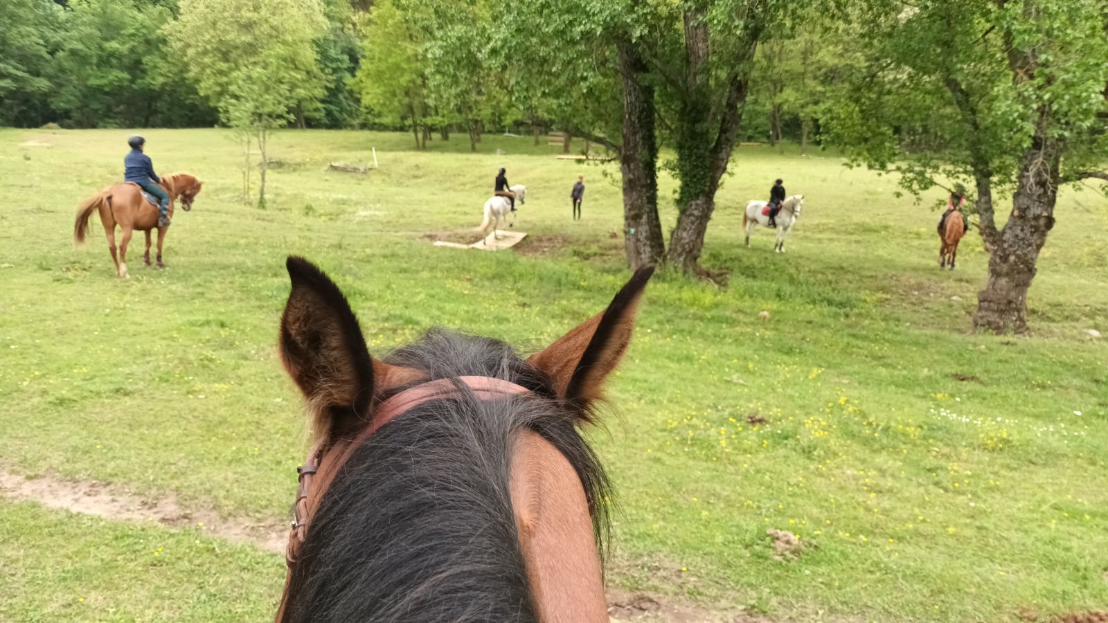 stage equitation